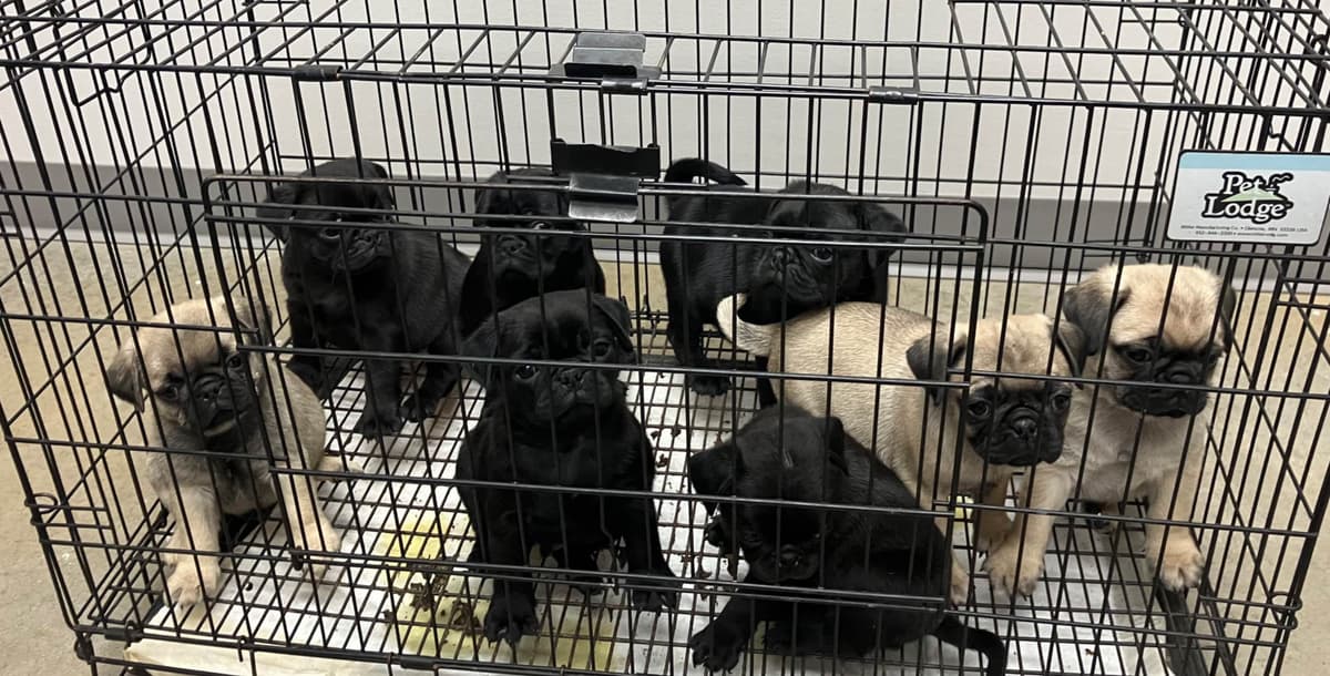Pug Puppies breeder image 21