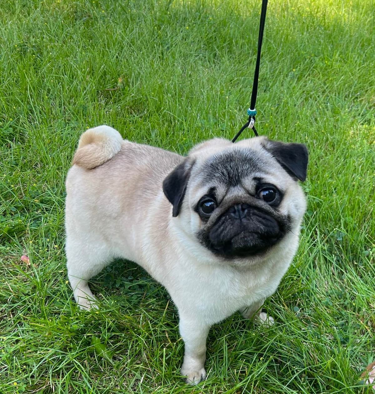 Pug Puppies breeder image 4