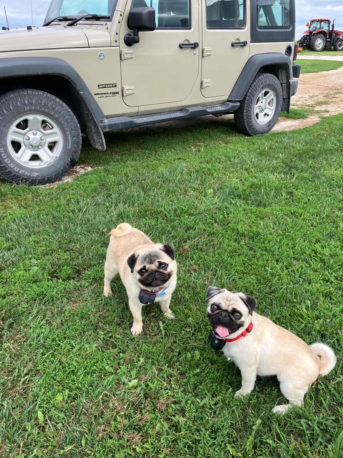 Pug Puppies breeder image 8