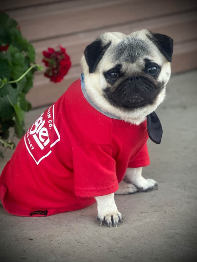 Pug Puppies media 9