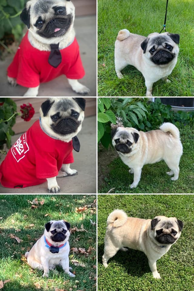 Pug Puppies media 10