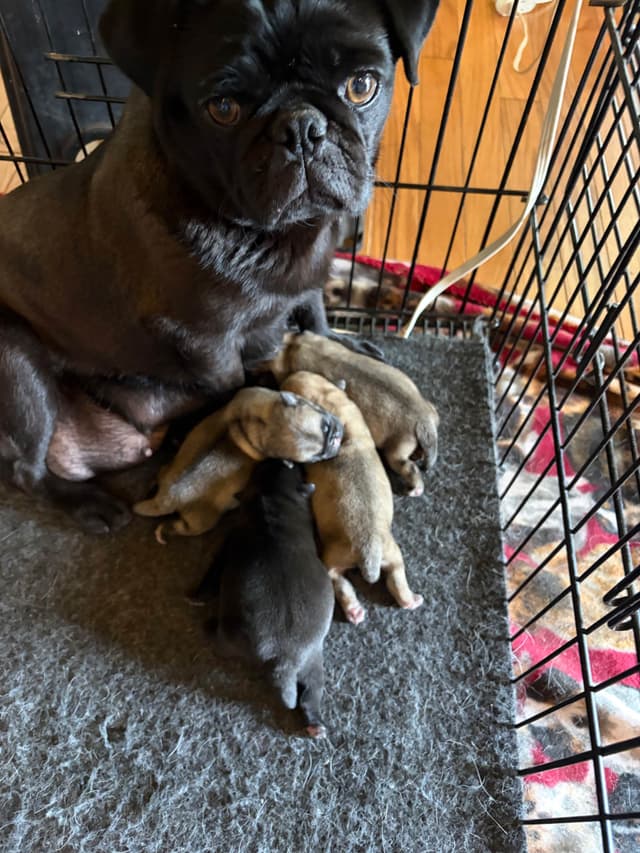 Pug Puppies media 7