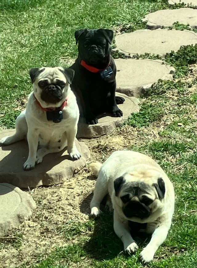 Pug Puppies media 11