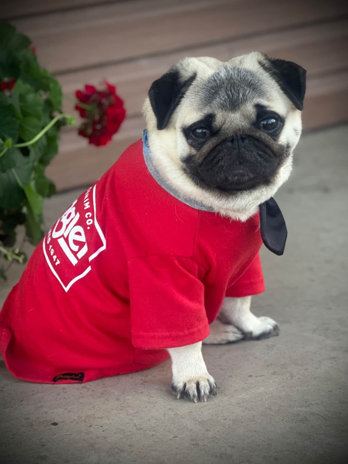 Pug Puppies breeder image 1