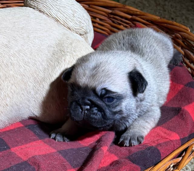 Pug Puppies media 6