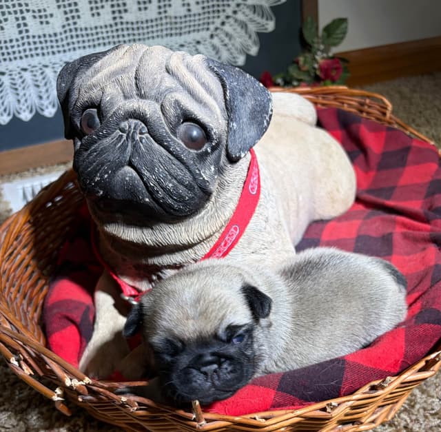 Pug Puppies media 5