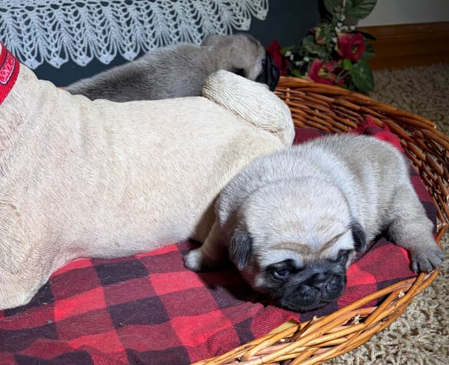 Pug Puppies media 3