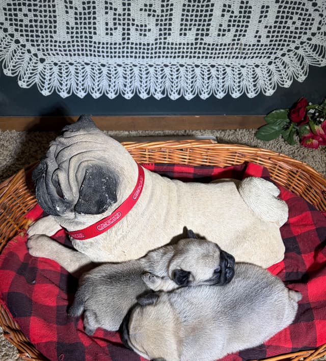 Pug Puppies media 4