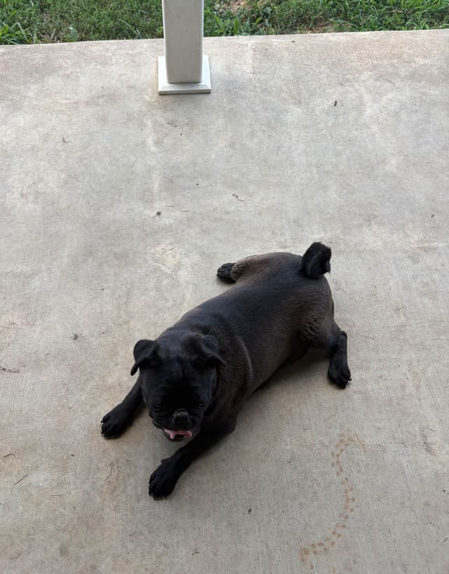 Pug Puppies media 8
