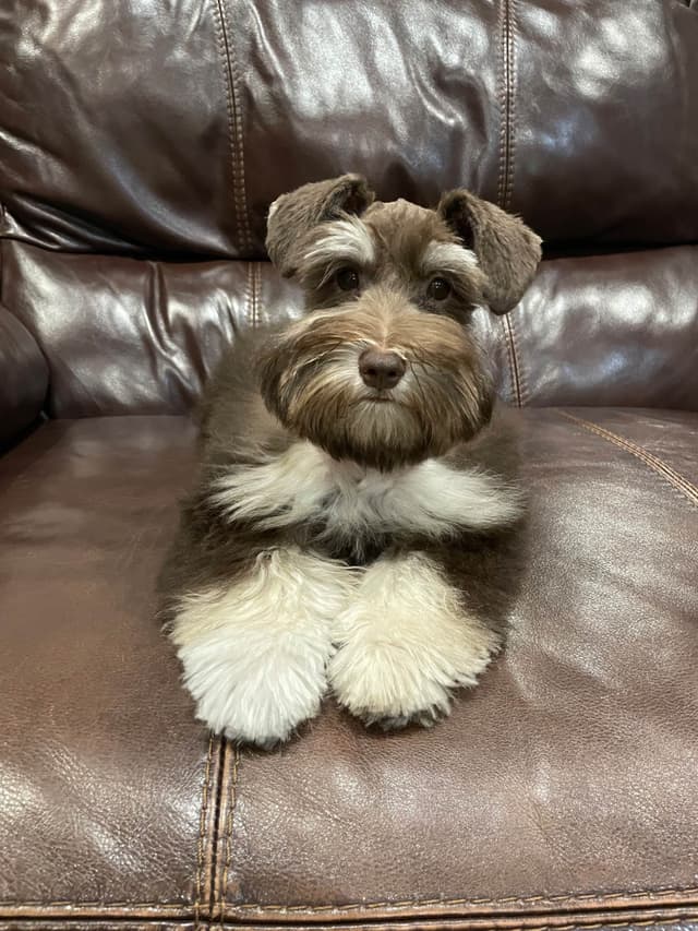 Miniature Schnauzer Puppies media 2