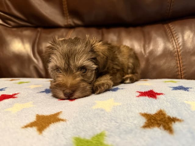 Miniature Schnauzer Puppies media 3