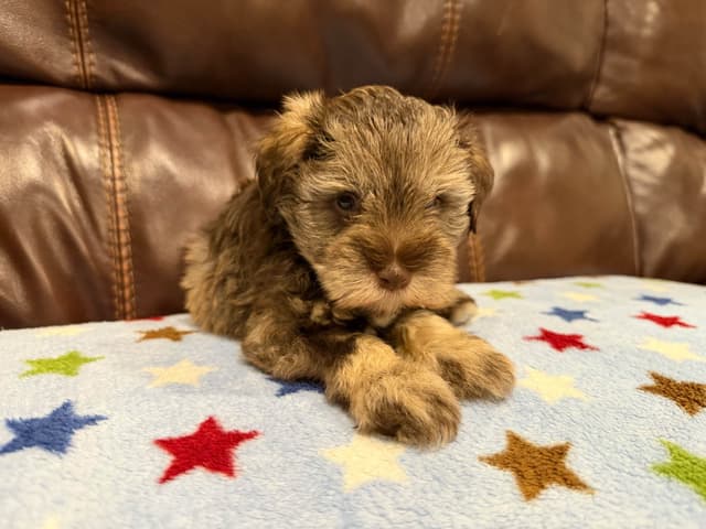 Miniature Schnauzer Puppies media 4