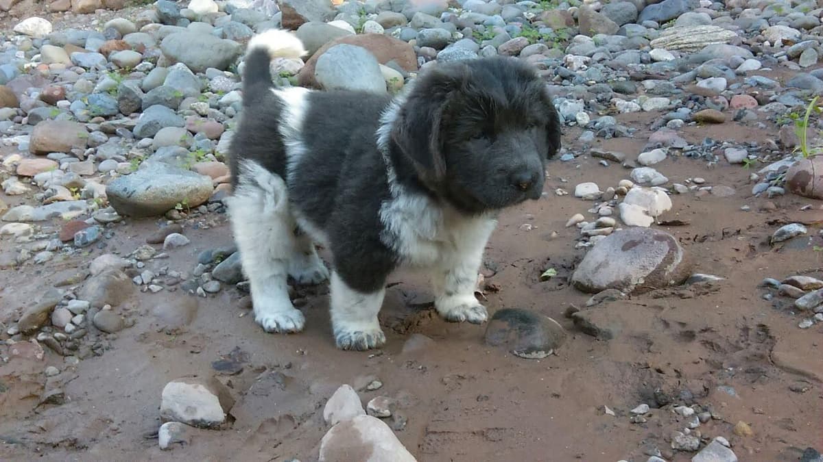 Newfoundland Puppies breeder image 1