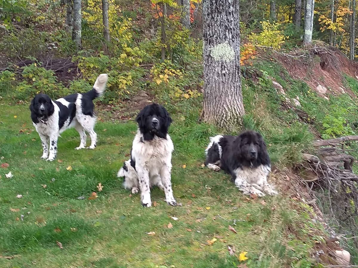 Newfoundland Puppies breeder image 4