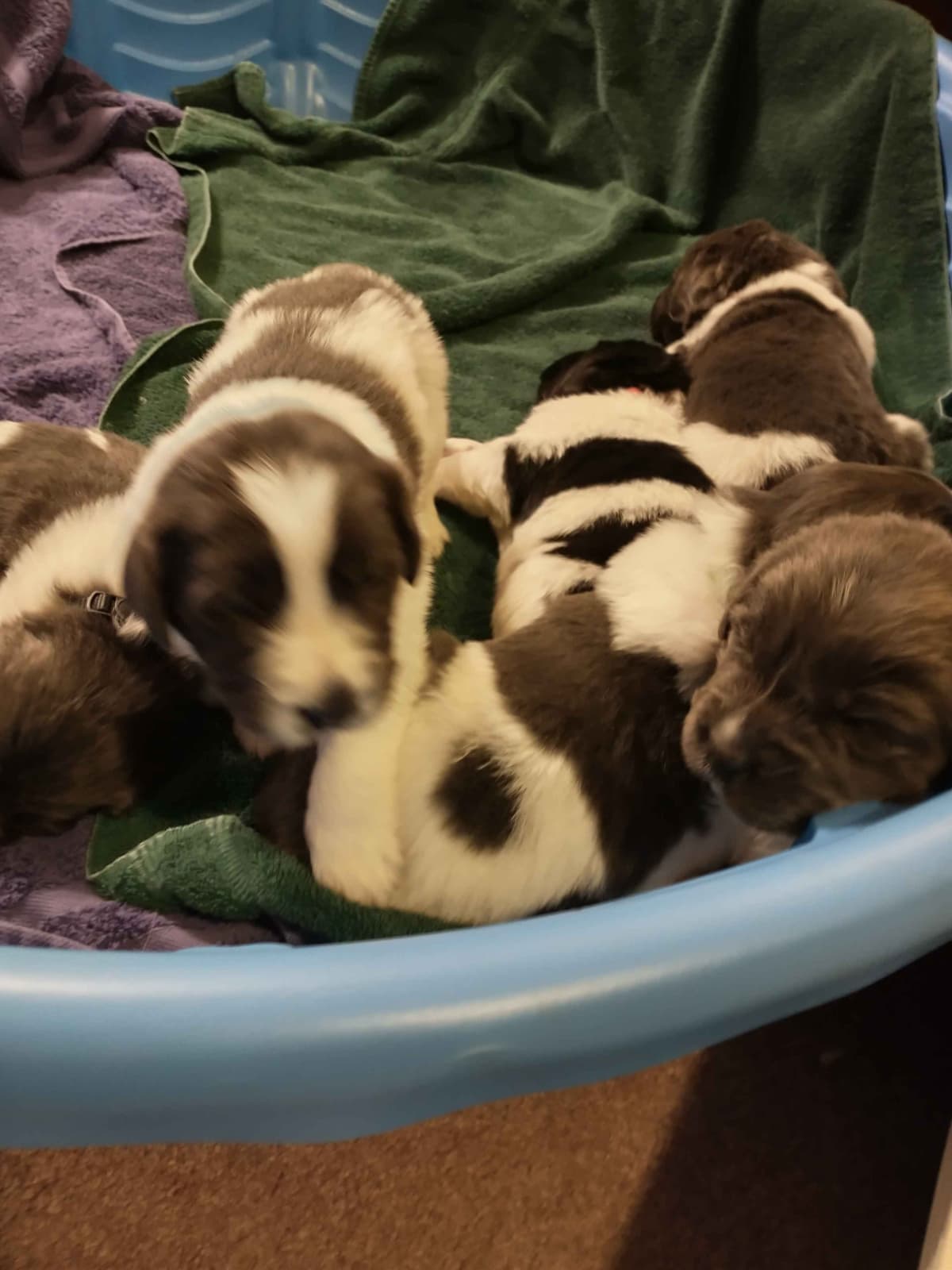 Newfoundland Puppies breeder image 6