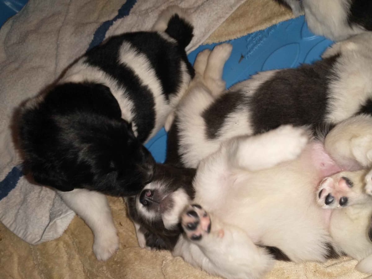 Newfoundland Puppies breeder image 7