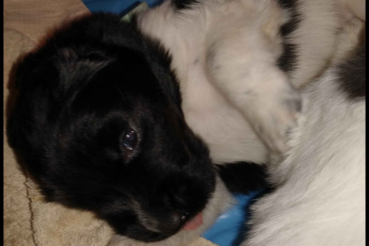 Newfoundland Puppies breeder image 8