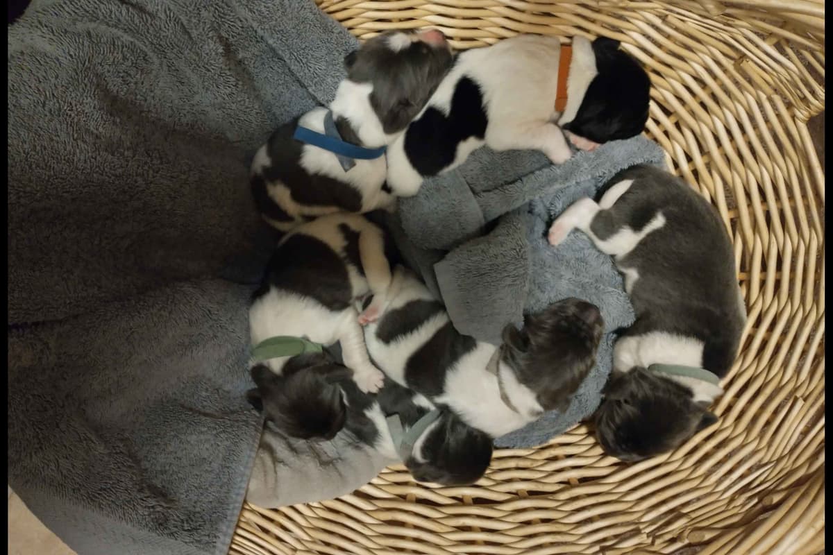 Newfoundland Puppies breeder image 9