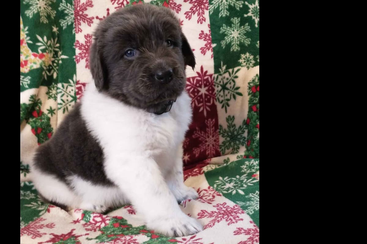 Newfoundland Puppies breeder image 11