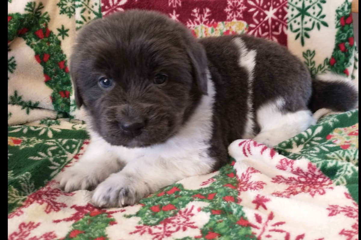 Newfoundland Puppies breeder image 12