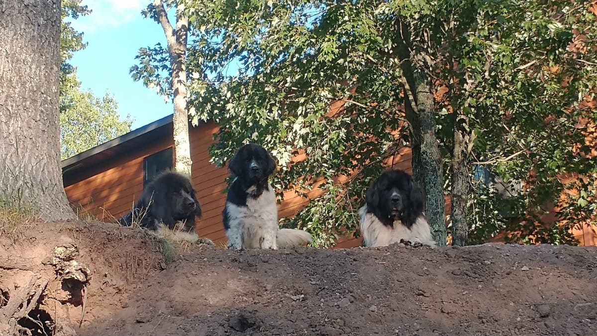 Newfoundland Puppies breeder image 14