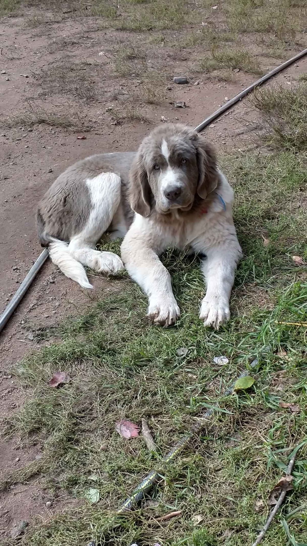Newfoundland Puppies breeder image 15