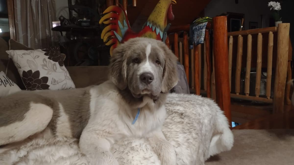 Newfoundland Puppies breeder image 18