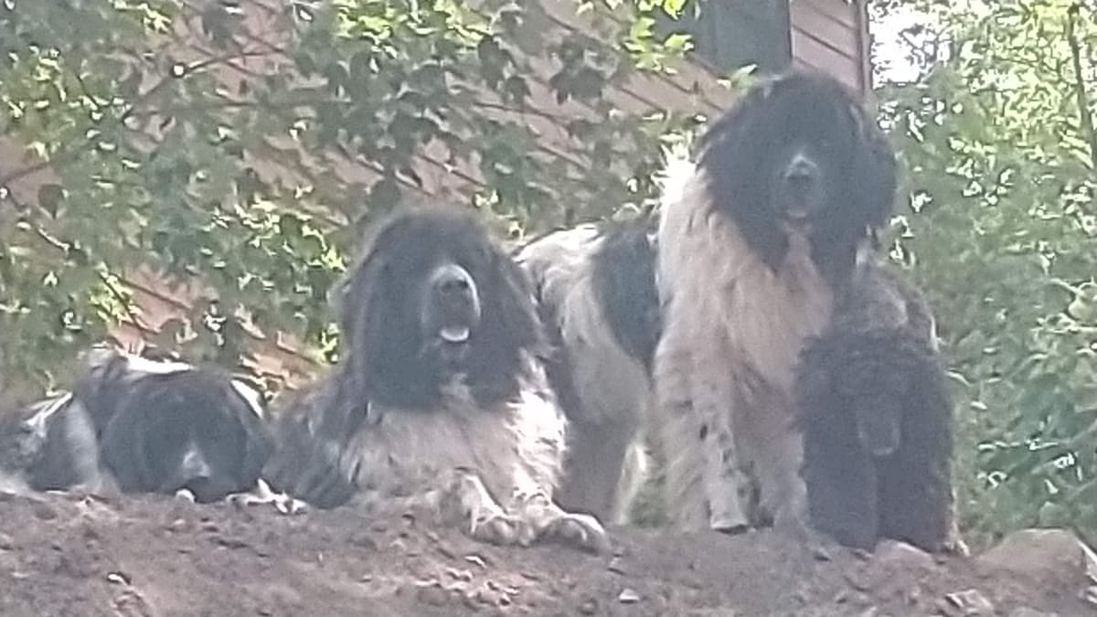 Newfoundland Puppies breeder image 19