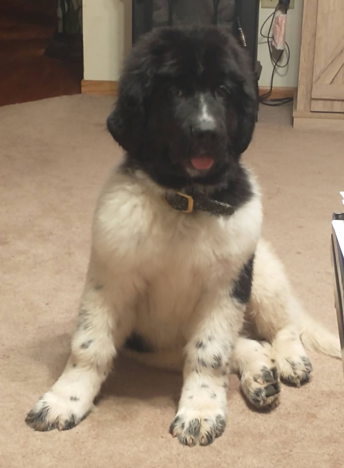 Newfoundland Puppies breeder image 20