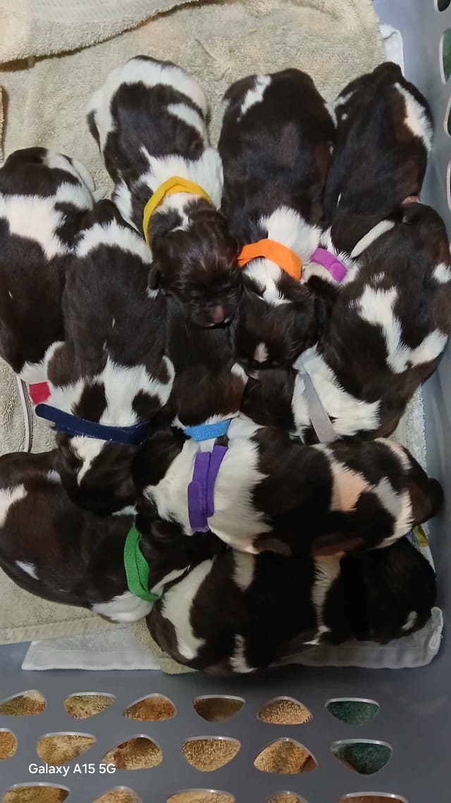 Newfoundland Puppies media 2