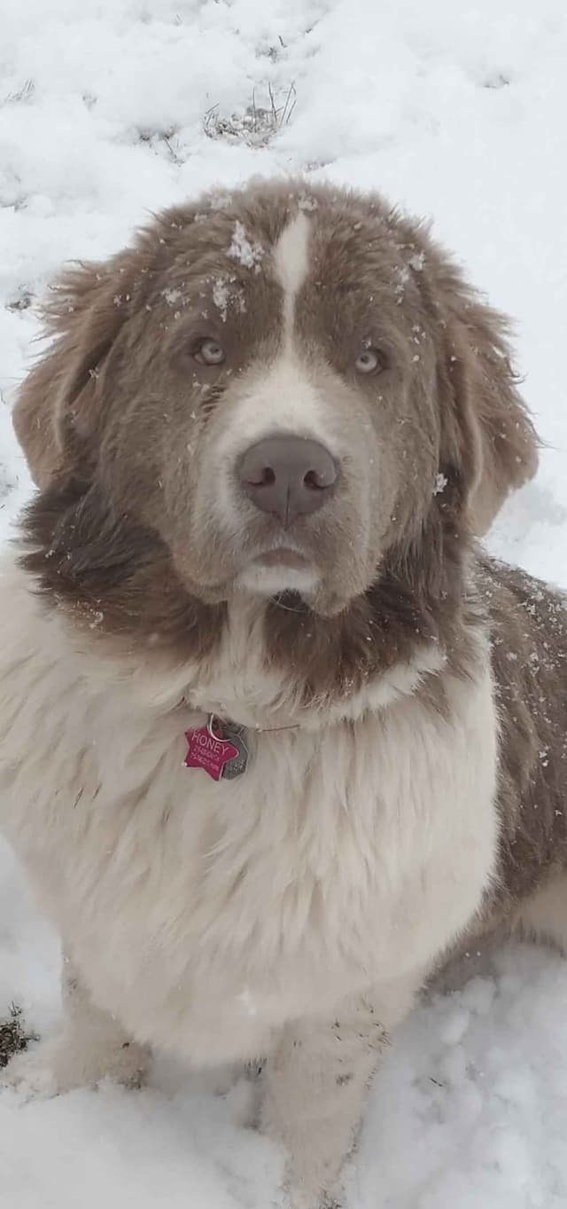 Newfoundland Puppies media 3