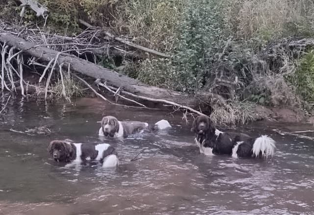 Newfoundland Puppies media 4