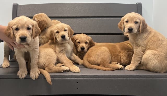 Golden Retriever Puppies media 2