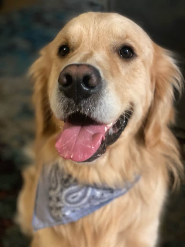 Golden Retriever Puppies media 3
