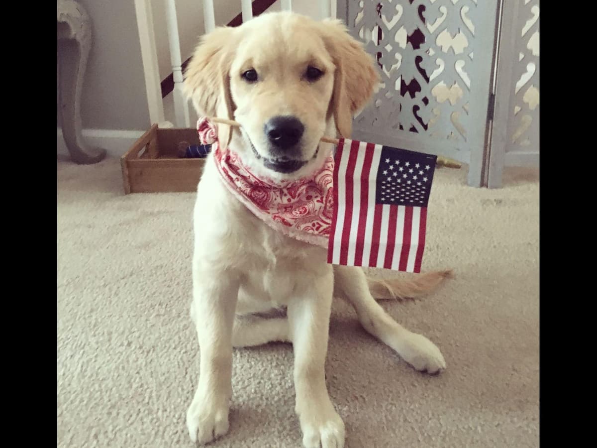 Embark and OFA tested Parents Golden Retriever Puppies breeder image 2