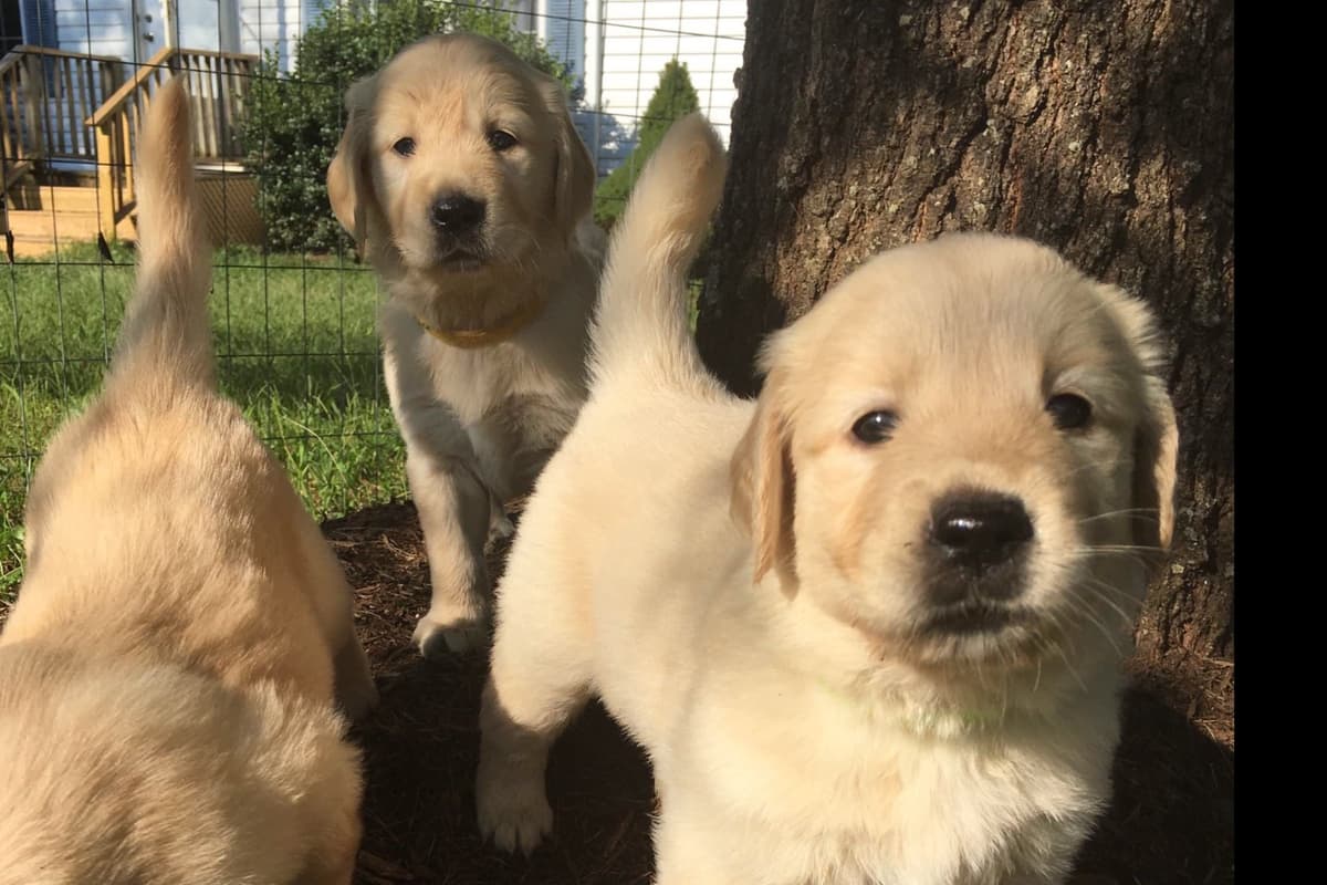 Embark and OFA tested Parents Golden Retriever Puppies breeder image 3