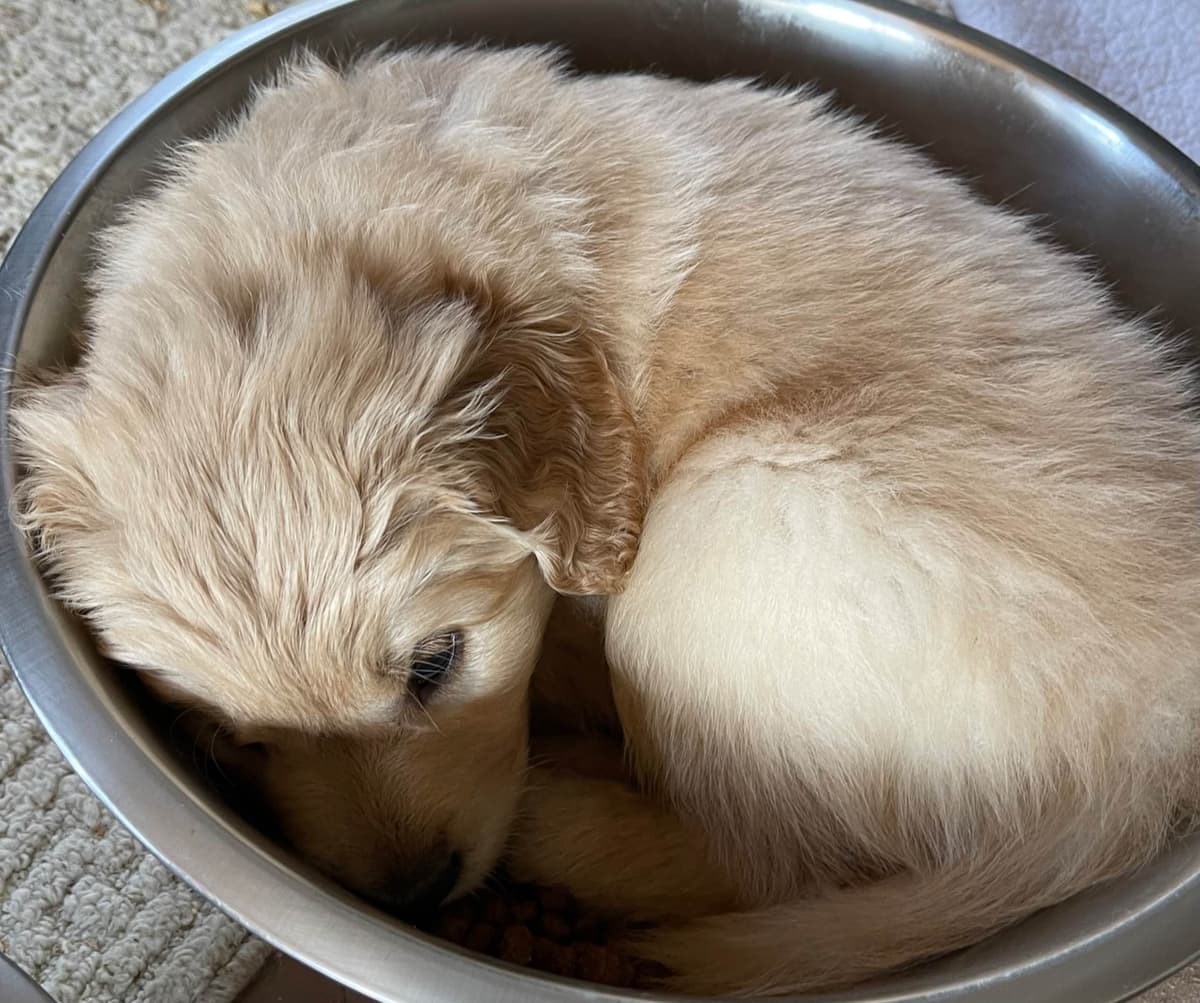 Embark and OFA tested Parents Golden Retriever Puppies breeder image 4