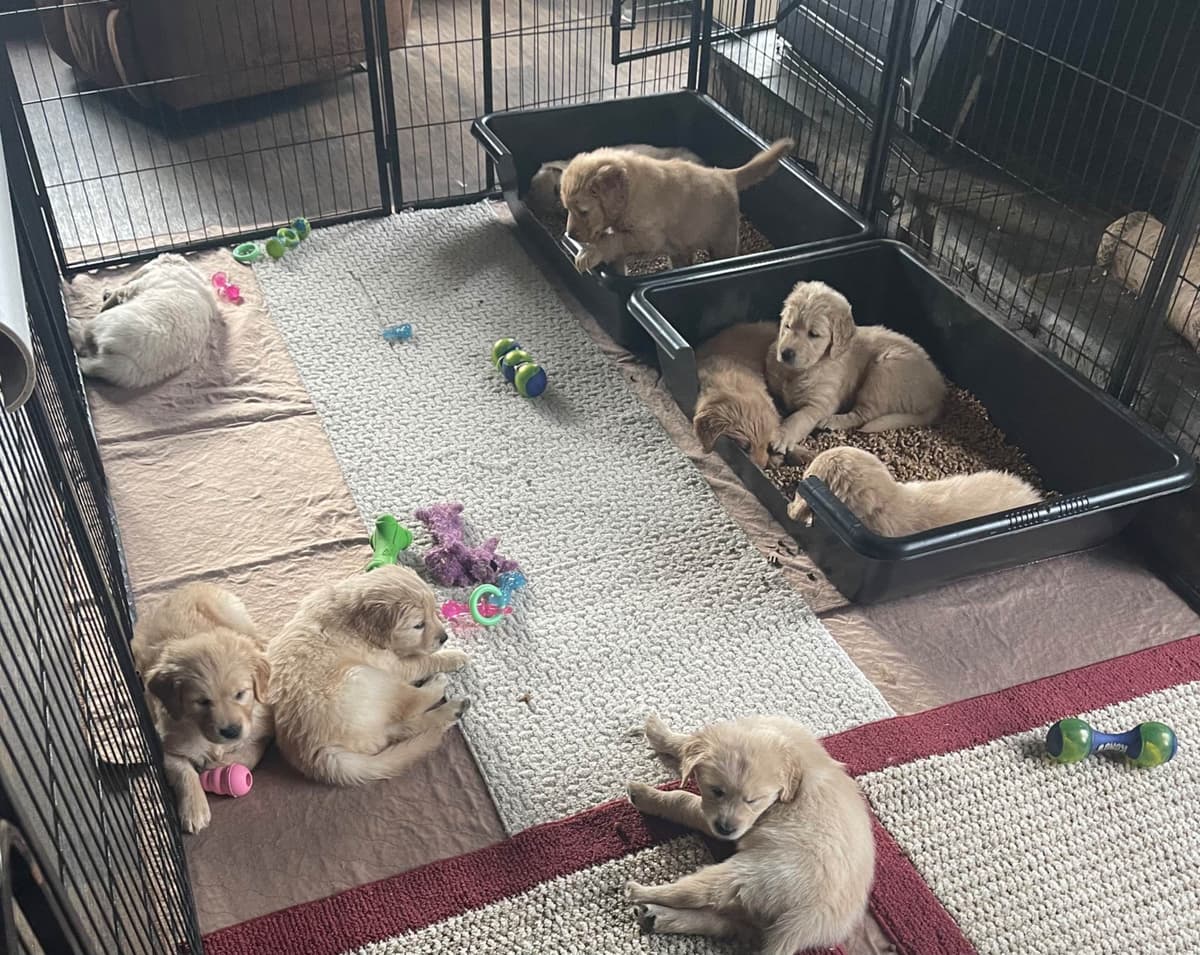 Embark and OFA tested Parents Golden Retriever Puppies breeder image 5