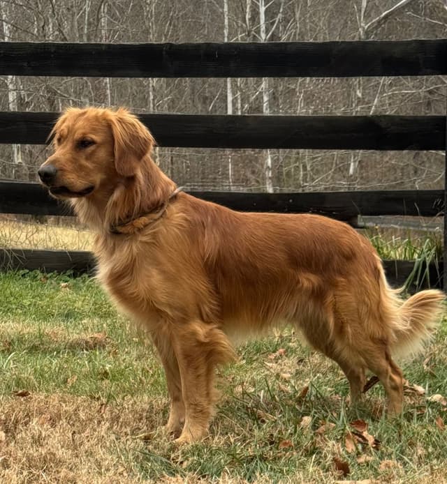 Embark and OFA tested parents Golden Retriever Puppies media 2
