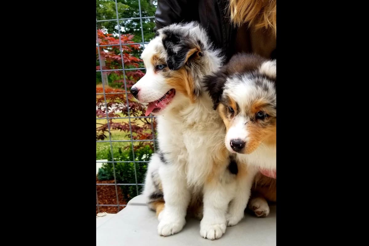 Australian Shepherd Puppies breeder image 1