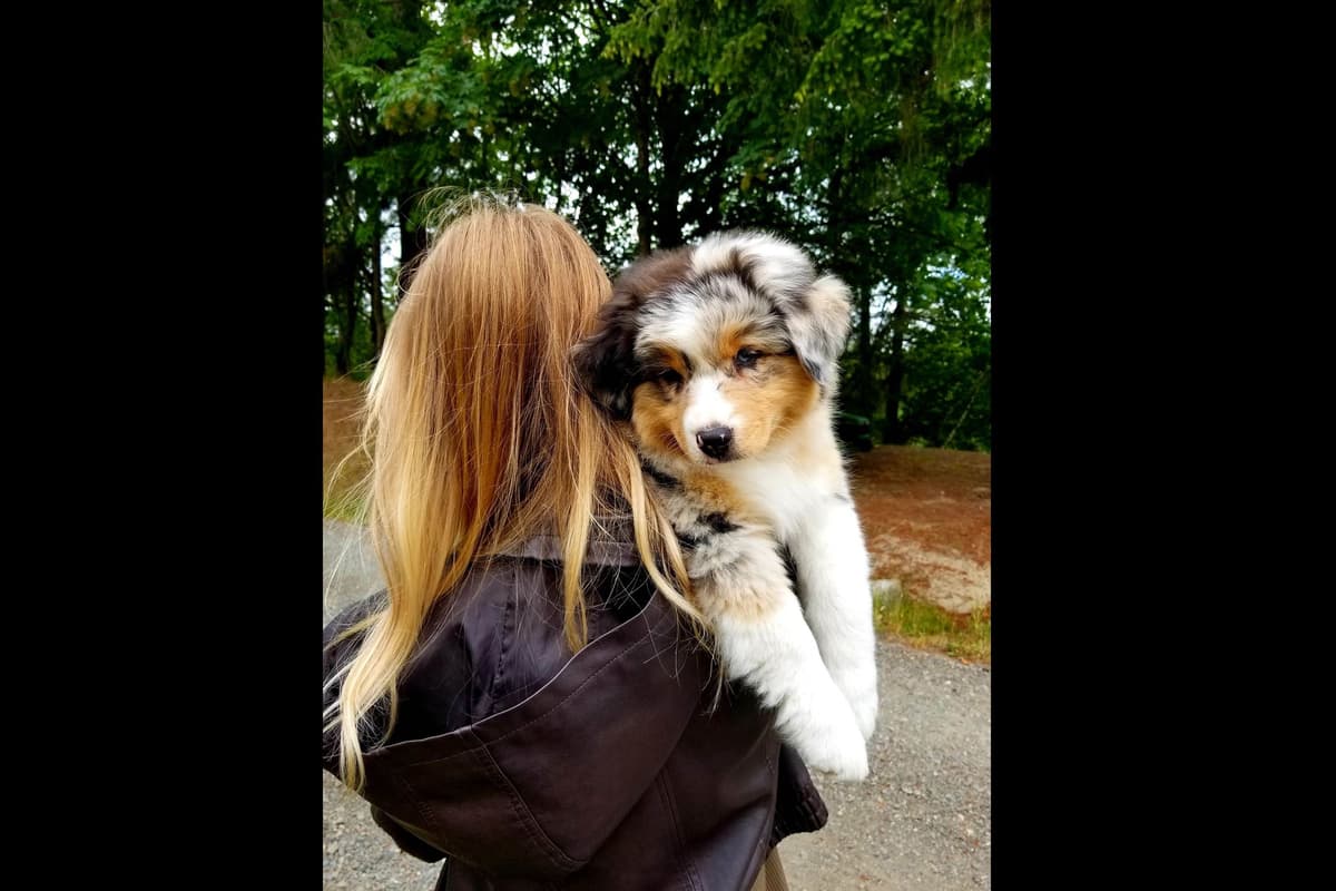 Australian Shepherd Puppies breeder image 2