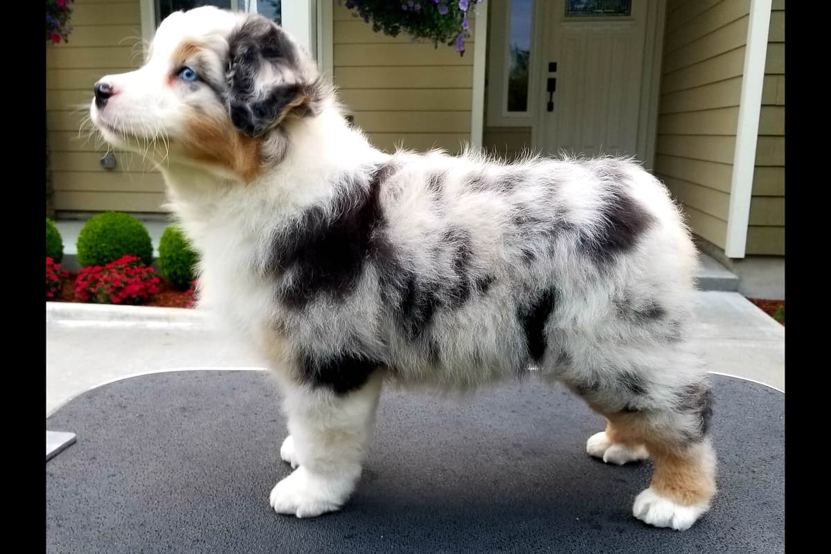 Australian Shepherd Puppies breeder image 3