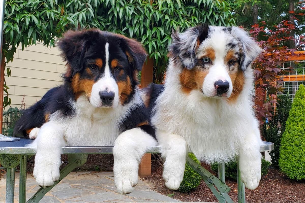 Australian Shepherd Puppies breeder image 4