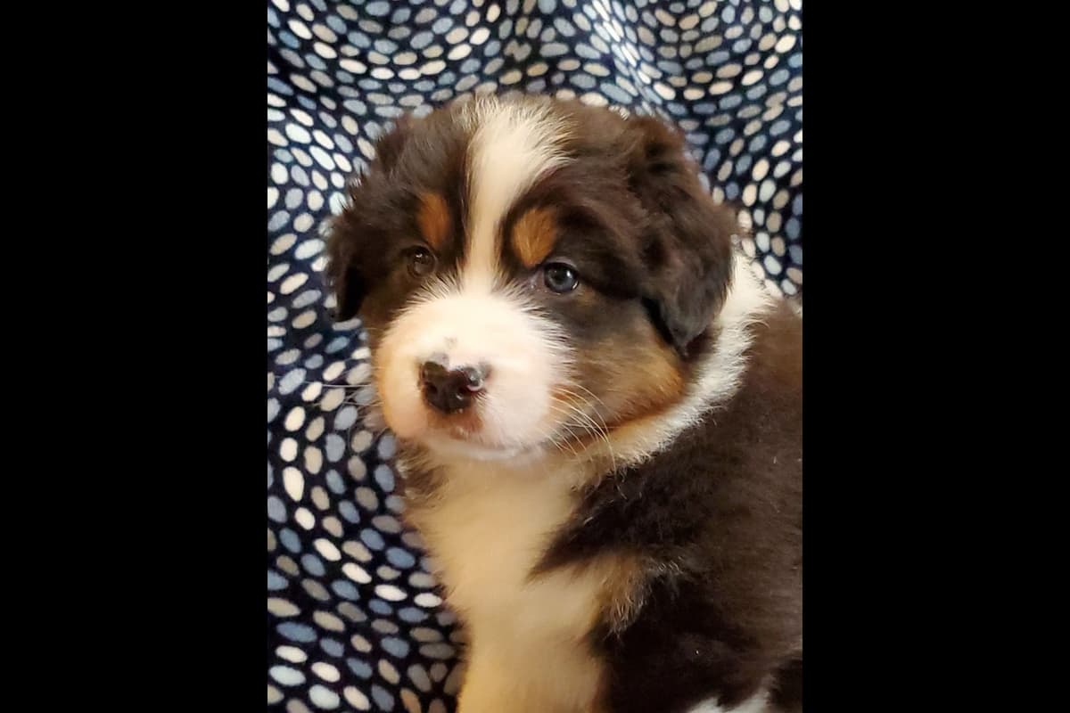 Australian Shepherd Puppies breeder image 5