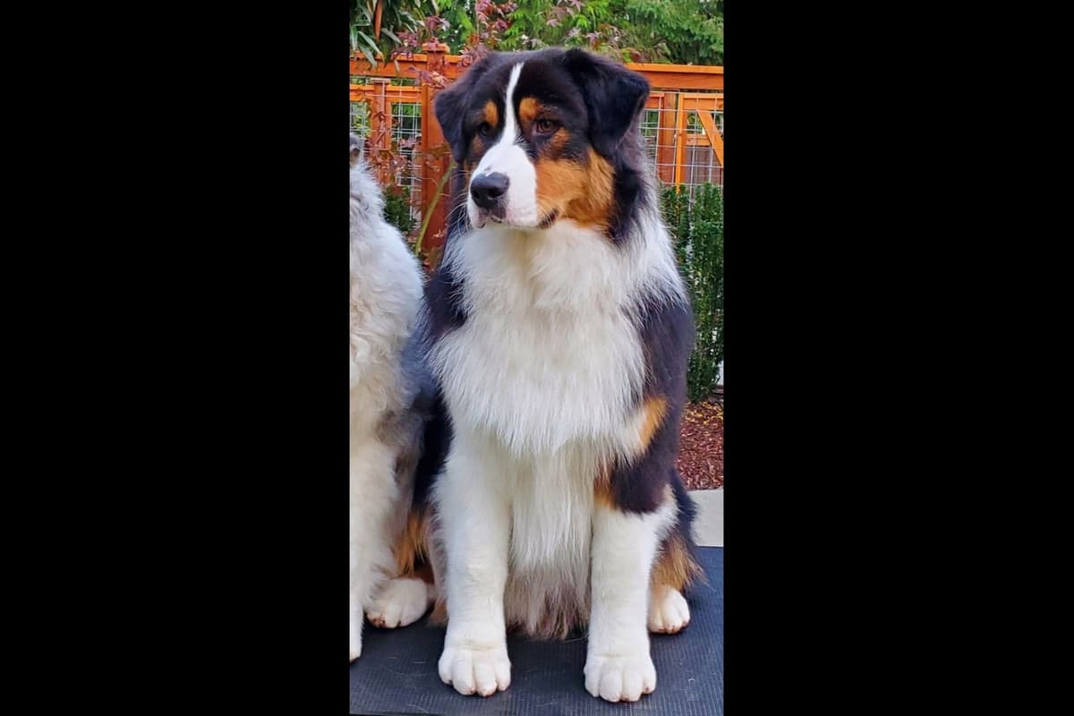 Australian Shepherd Puppies breeder image 7