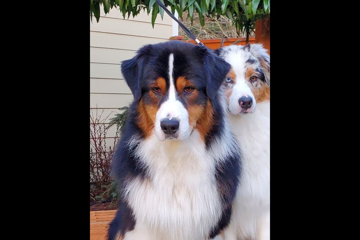 Australian Shepherd Puppies breeder image 8