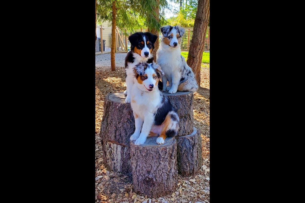 Australian Shepherd Puppies breeder image 9