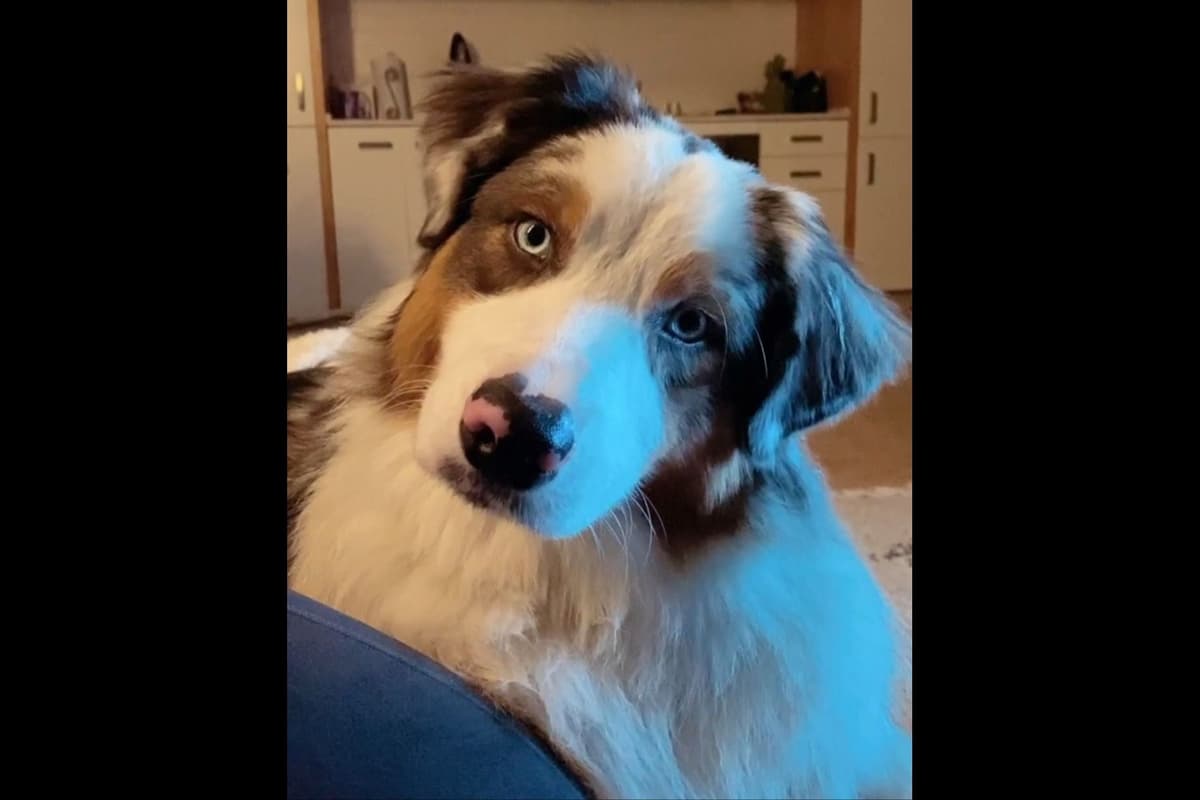 Australian Shepherd Puppies breeder image 11