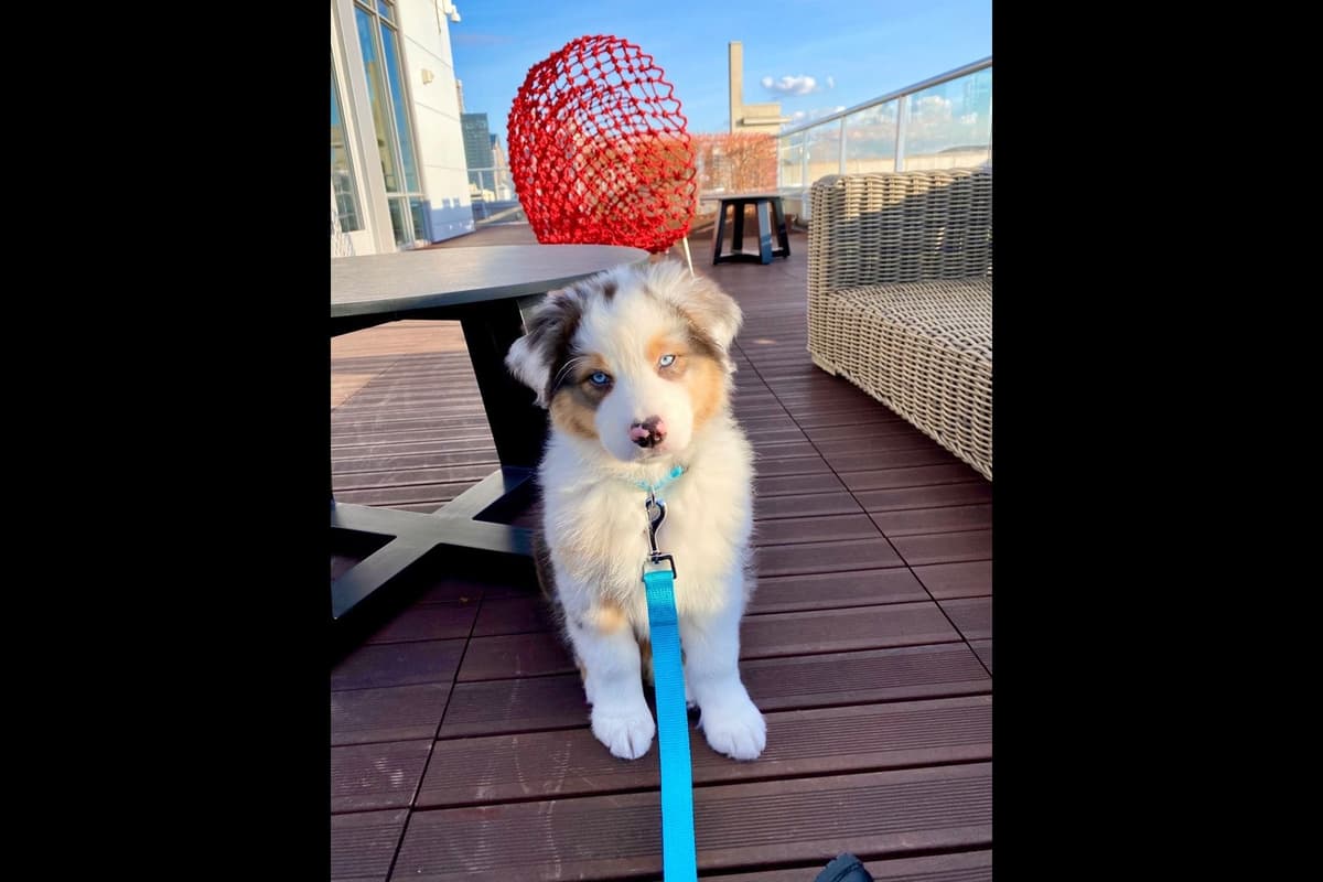 Australian Shepherd Puppies breeder image 10