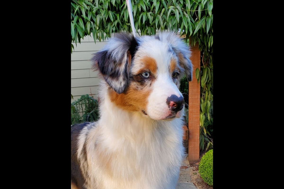 Australian Shepherd Puppies breeder image 12